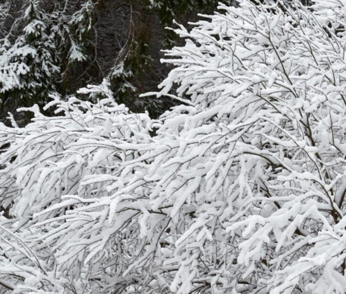 How to Help Shrubs Recover From Heavy Snow or Ice