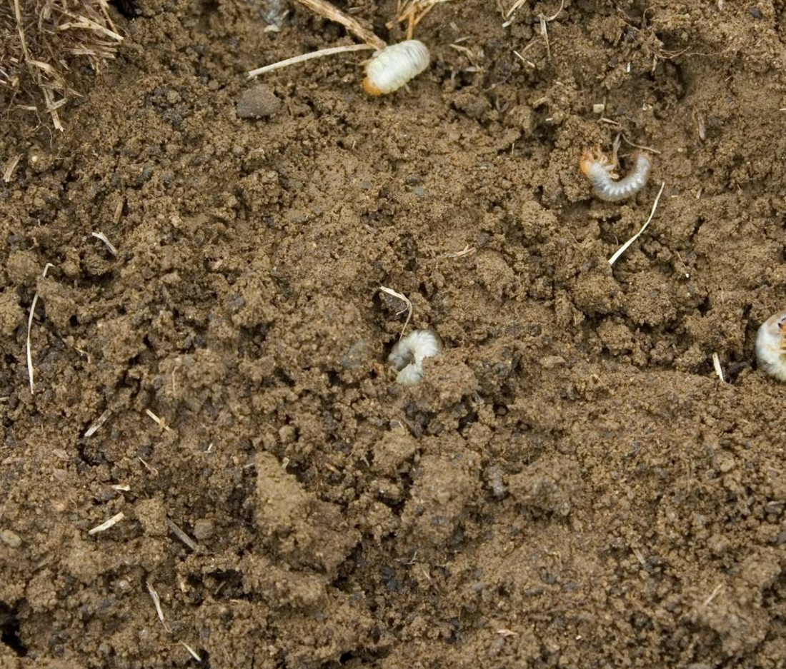 How Grub Control Products Work