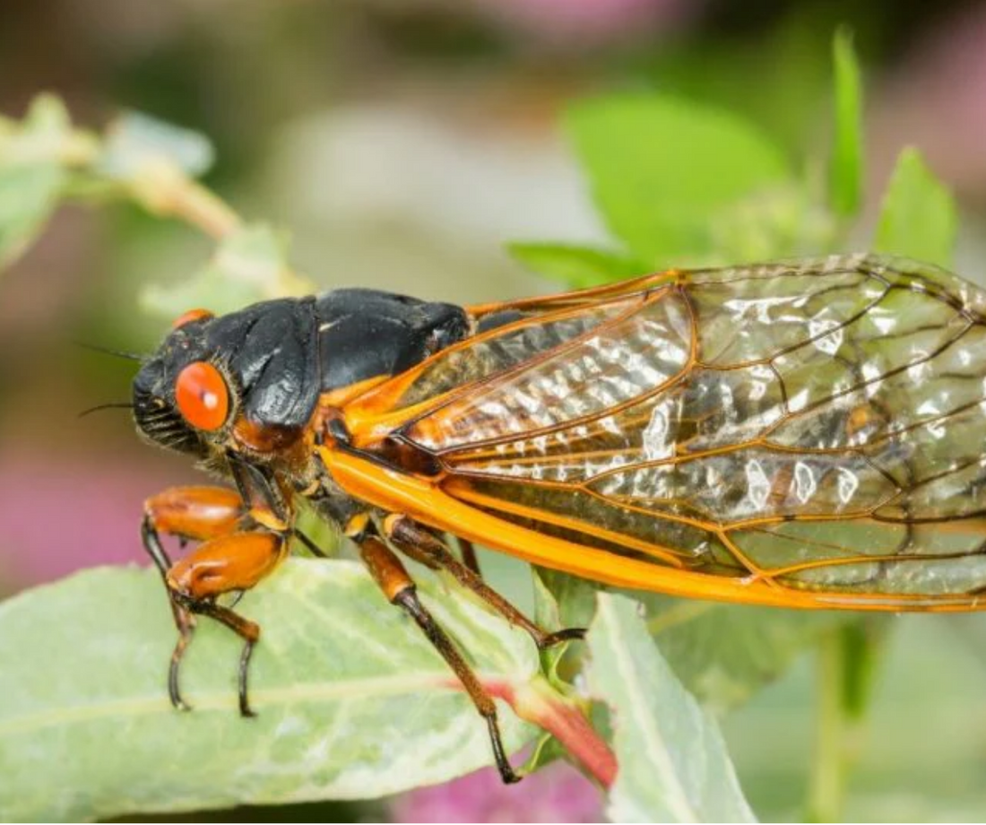 The Amazing Cicada