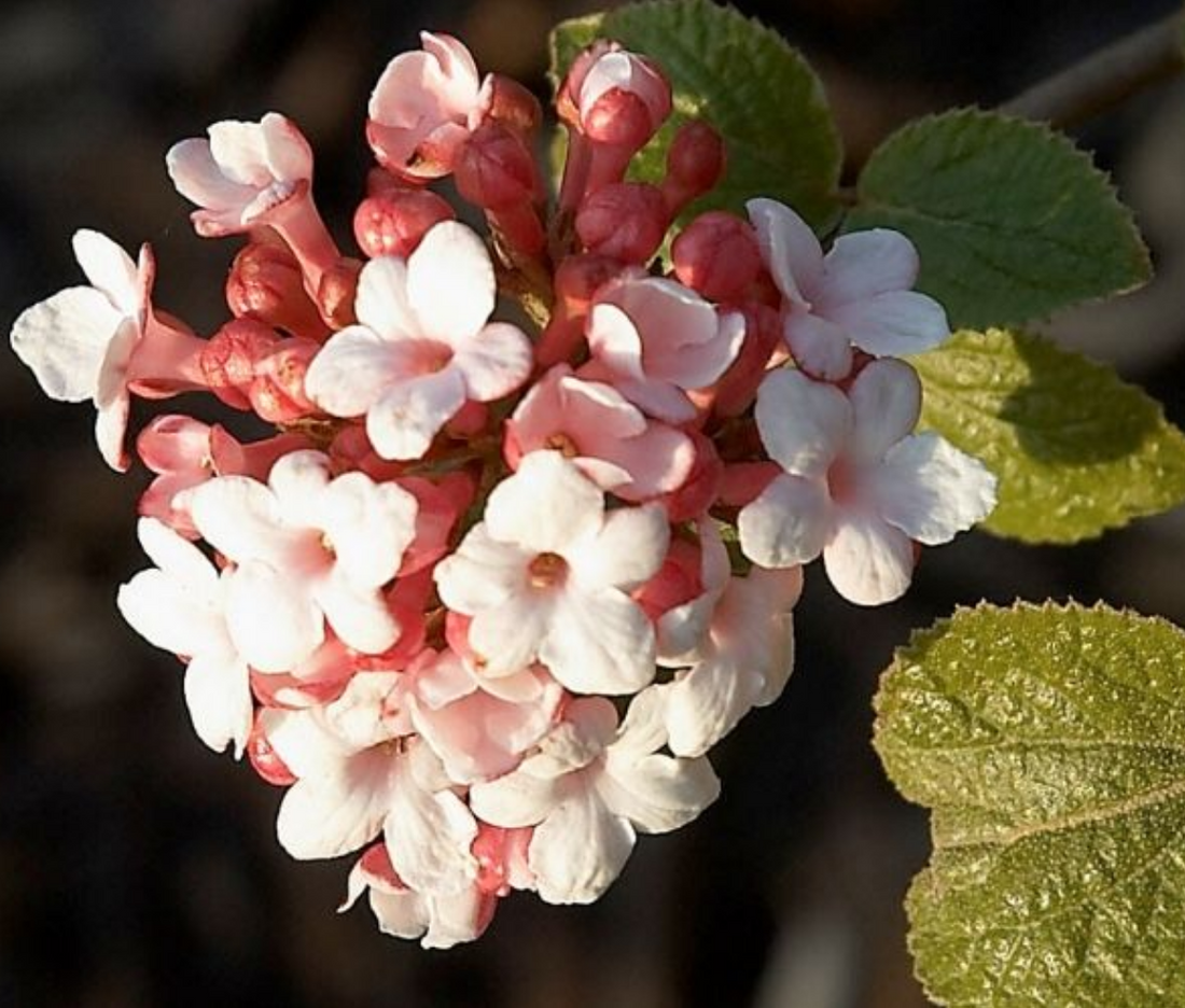 Five Best Flowering Shrubs for Mid-Michigan