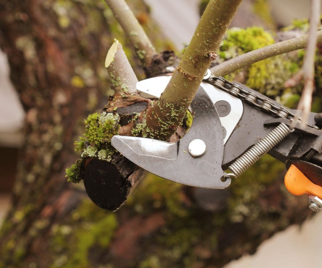 When and Why to Limb Up Trees