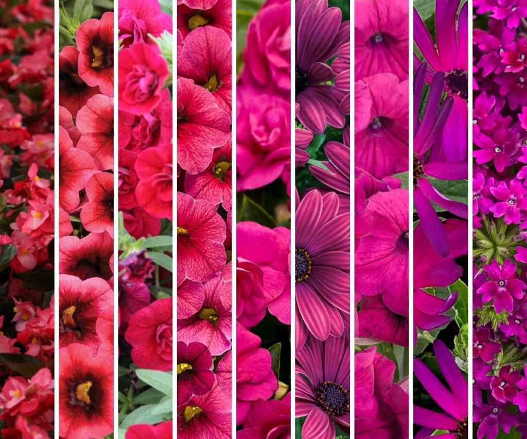 Add a Splash of Viva Magenta to Your Michigan Garden