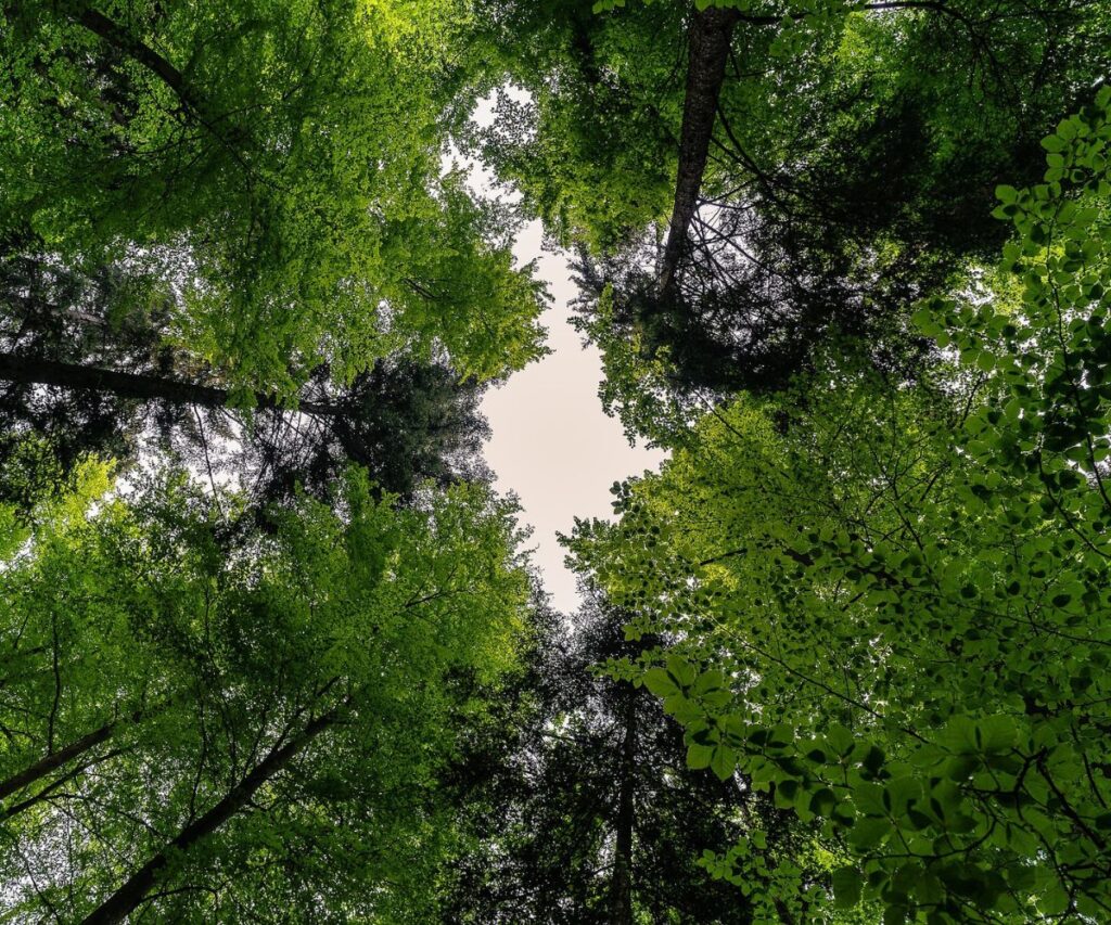 Heat Islands in the Great Lakes Bay Area: A Shady Solution