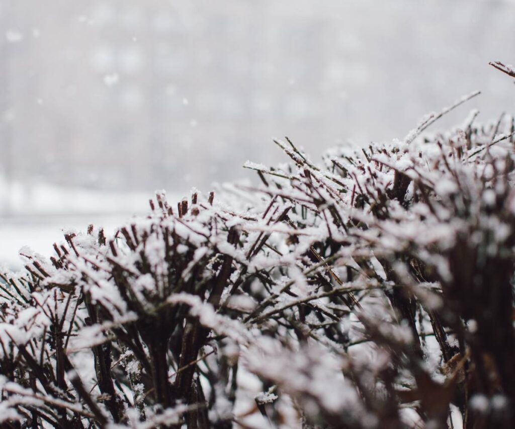 Winter Landscaping Tips for Michigan’s Great Lakes Bay Area