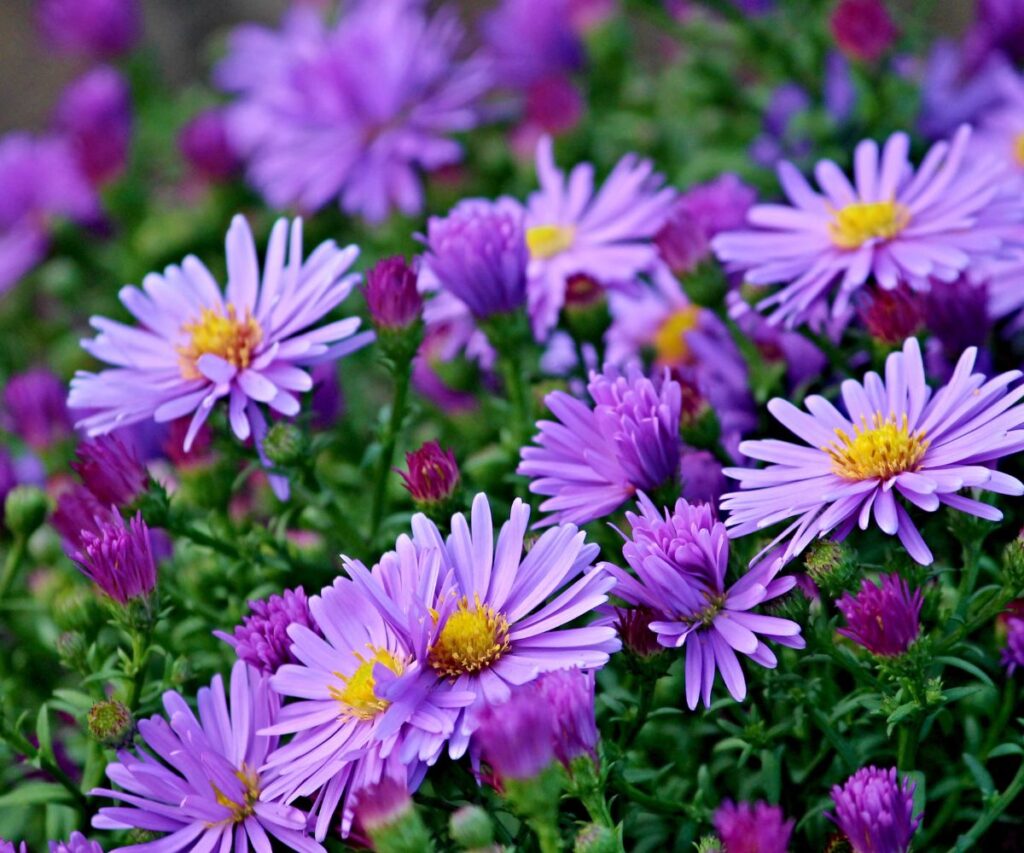 Best Fall Perennials for Michigan’s Great Lakes Bay Area