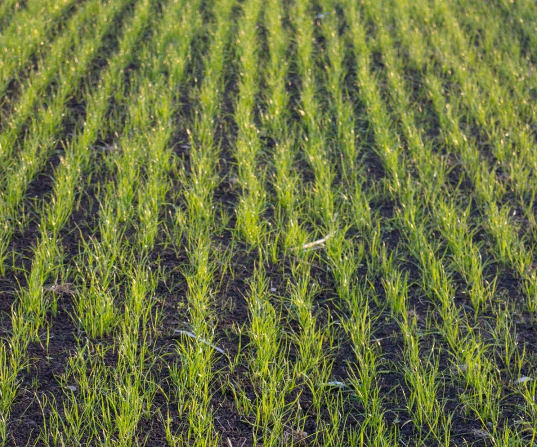 Best Time to Seed Lawn in Michigan: Why Fall Beats Spring Every Time
