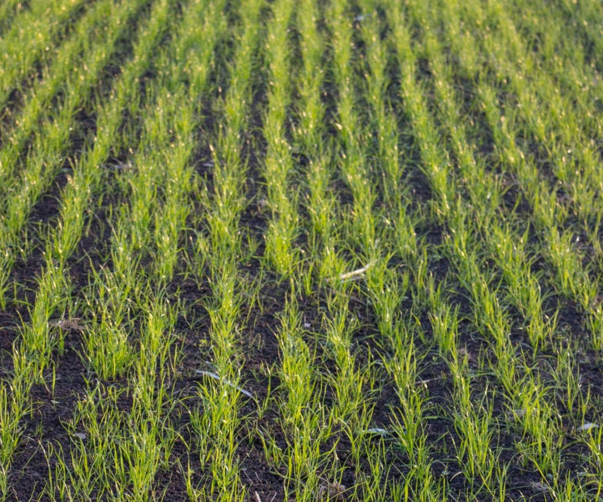 Best Time to Seed Lawn in Michigan: Why Fall Beats Spring Every Time