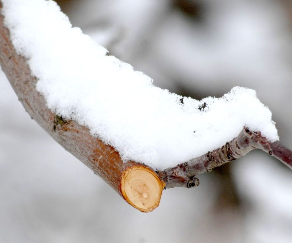 Winter Pruning for Great Lakes Bay Region Trees and Shrubs