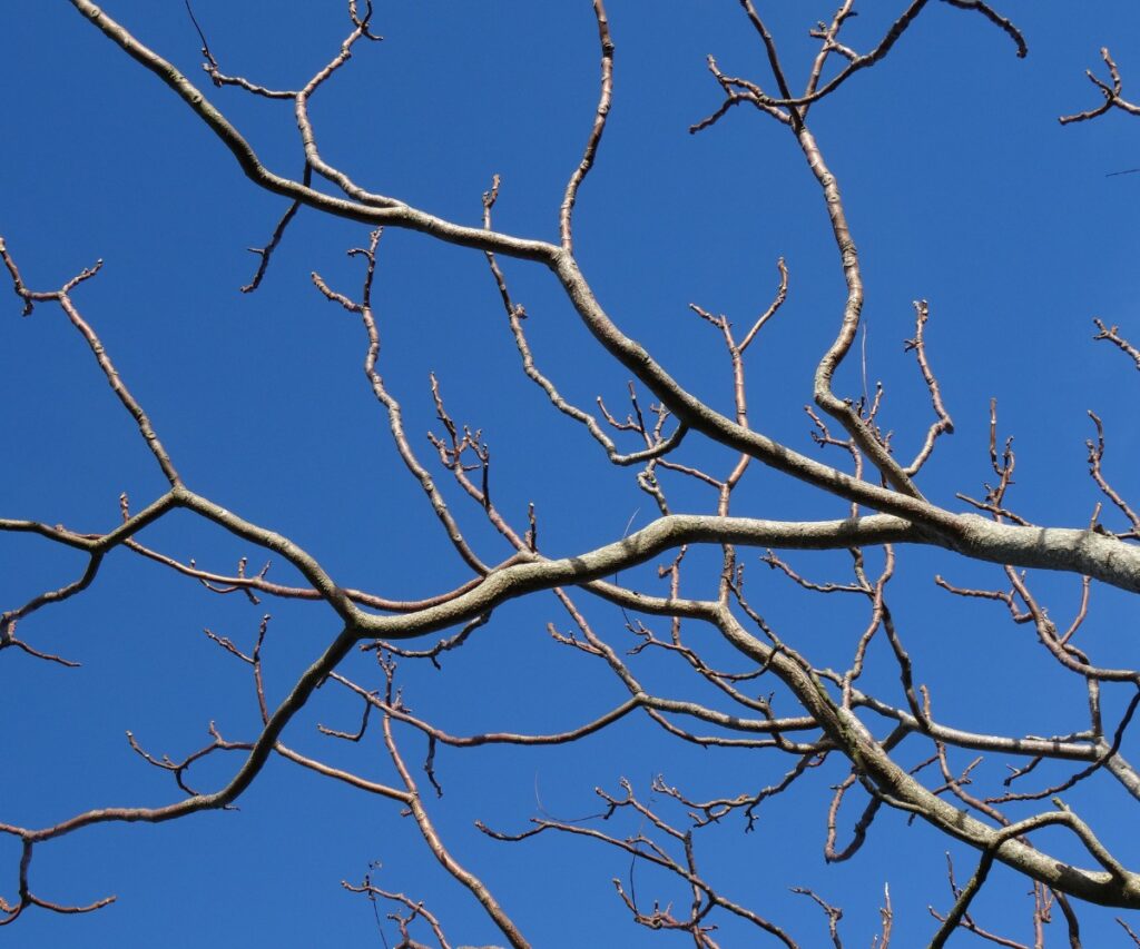 Is It Dead or Just Dormant? How to Tell If Your Tree Is Still Alive