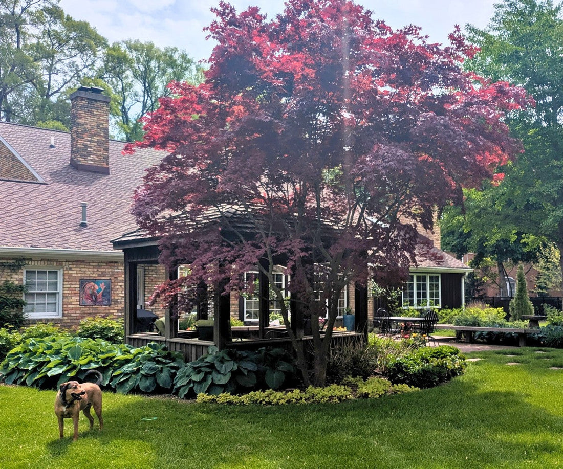 Why Low-Maintenance Landscaping Is a Myth