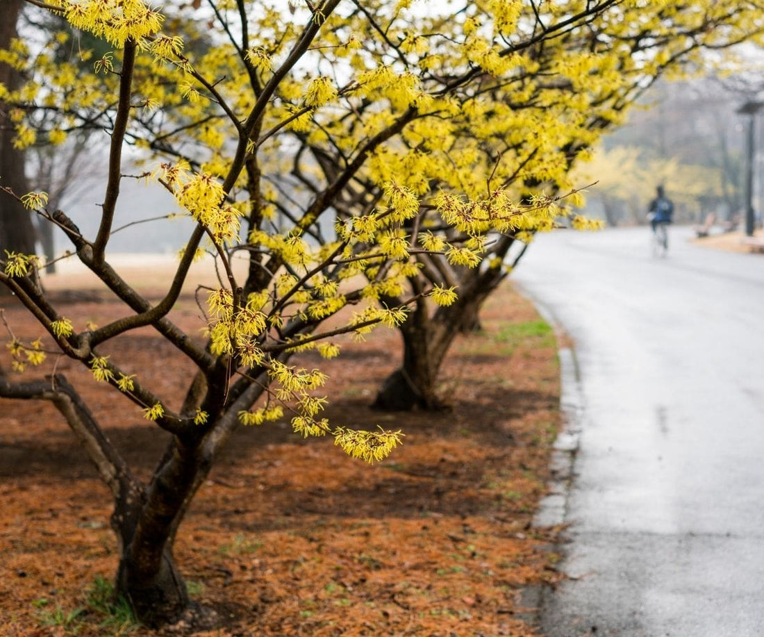 5 Shrubs with Colorful Fall Foliage and Spring Flowers