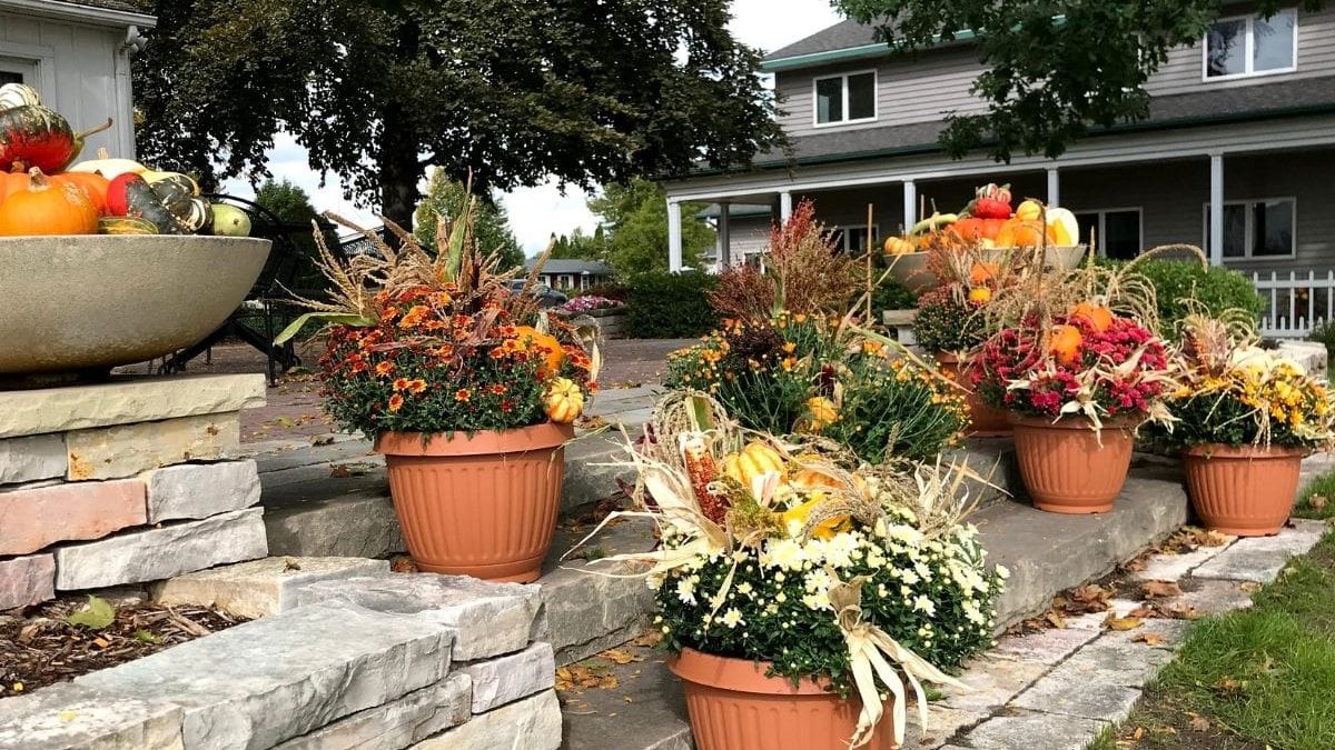 house plants rare Rare Houseplant Subscription – Plants For All Seasons