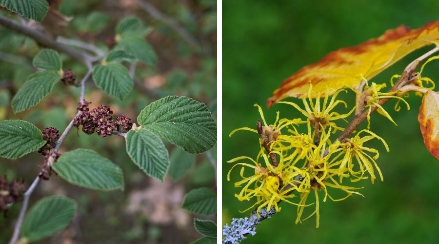 Two photos, the one one the left shows American witch hazel leaves in summer, the photo on the right is of the yellow fall foliage and yellow stringy flowers of the American witch hazel plant.