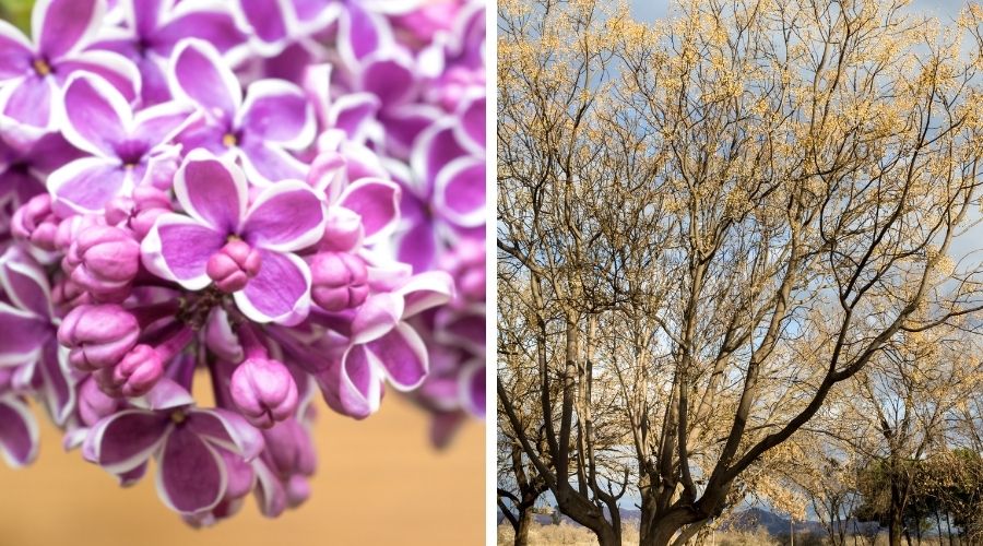 Two photos. The photo on the left shows 'Sensation' lilac flowers, light purple with white outlining the petals. The photo on the right is of a lilac tree in fall with yellow leaves.