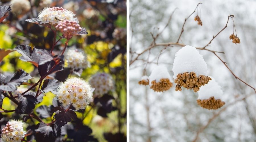 Two photos, the one on the left showing ninebark with dark red leaves and flowers, the one on the right showing snow-covered ninebark seeds covered in snow.