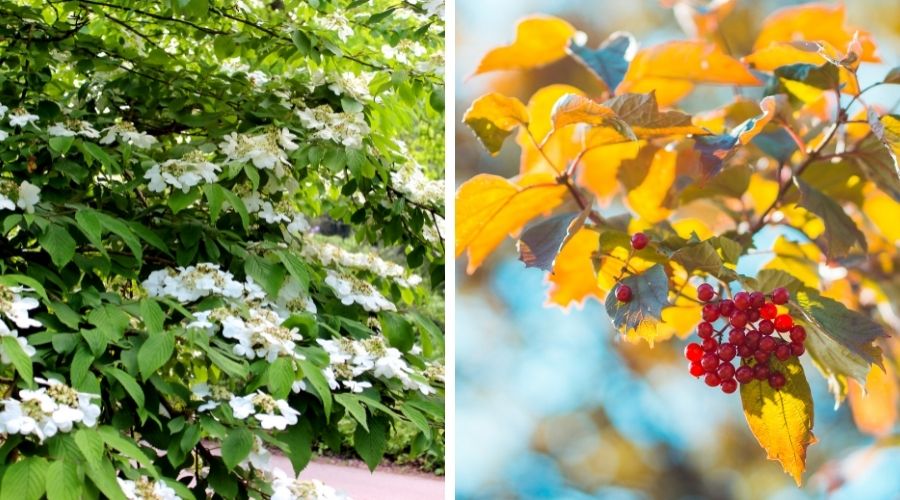 Photo on the left shows a viburnum with white spring flowers, photo on the right shows a viburnum with fall yellow leaves and red fruit.