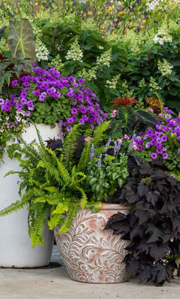 two AquaPots planted with ferns, petunias, sweet potato vine in front of hydrangea