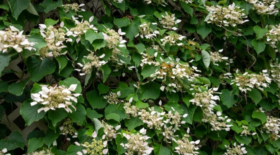 While flowers cover a climbing hydrangea vine