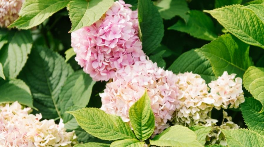 A variety of blooms ranging from light orange to pastel pink cover a flowering panicle hydrangea shrub