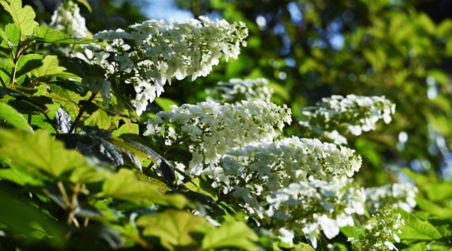 White, cone-like flowers cover a blooming oakleaf hydrangea plant