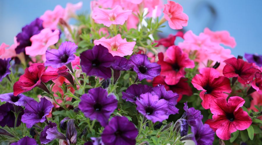 Bright pink and purple flowers blooming on petunia plants.