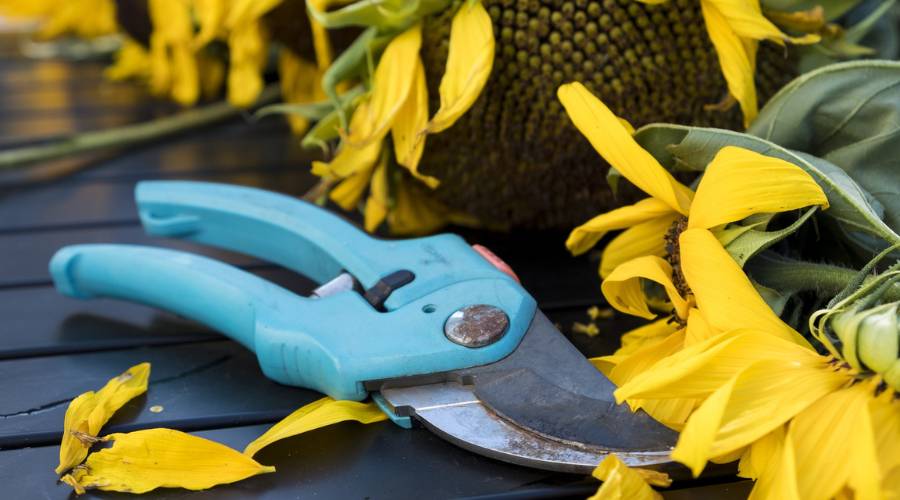 A baby blue pair of pruning sheers lays on a wet, dark brown deck among pruned, yellow sunflowers.