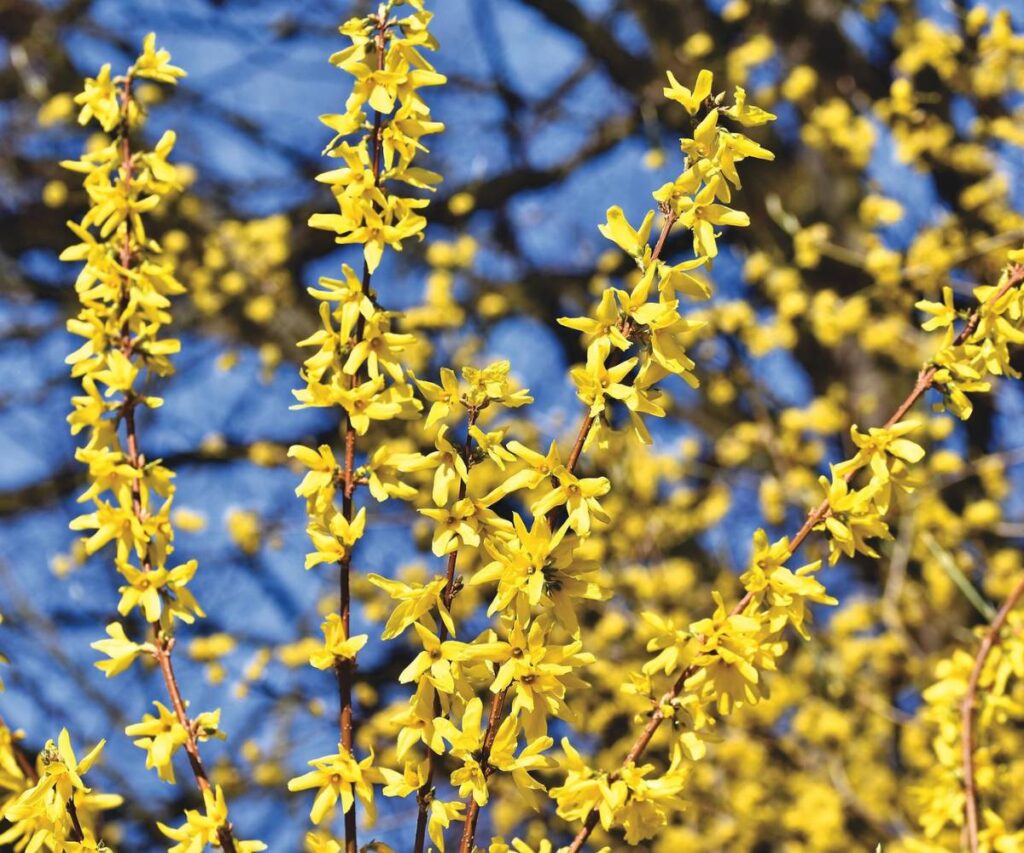 Multiple stems on vibrant yellow forsythia flowers grow vertically in front of leafless tree branches that fragment the blue-sky background.