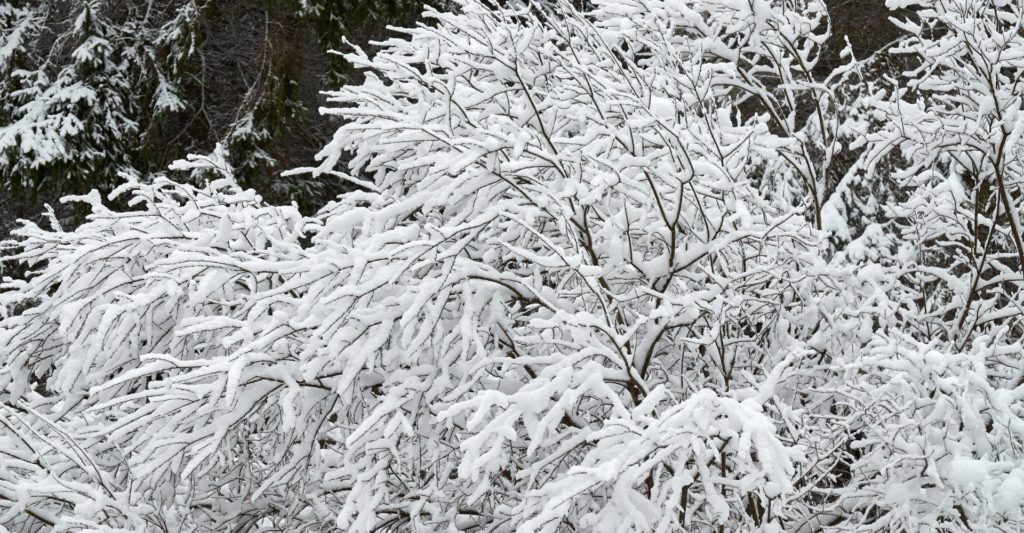 shrubs covered with heavy snow