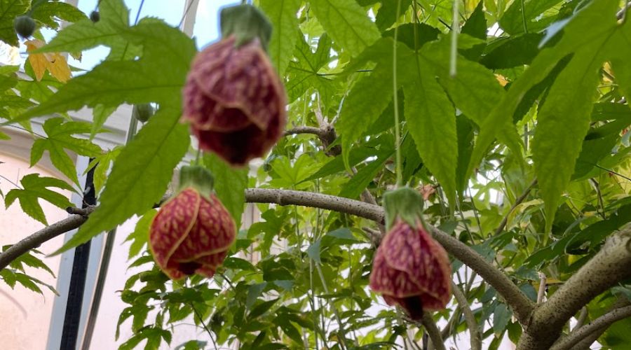 Fruit or flowers on a ballgown flowering maple tree at the Phipps Conservatory.