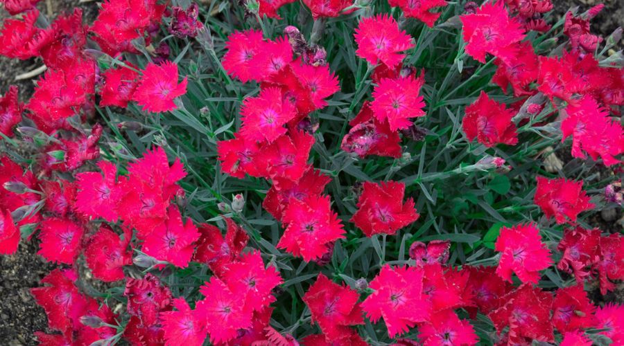 Dianthus paint the town magenta perennial.