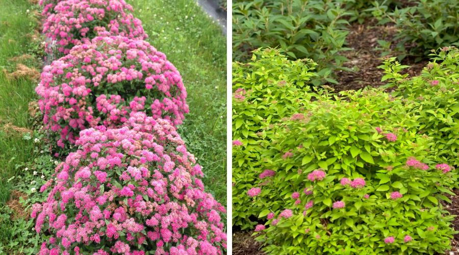 Double play spirea and double play gold spirea perennial shrubs.