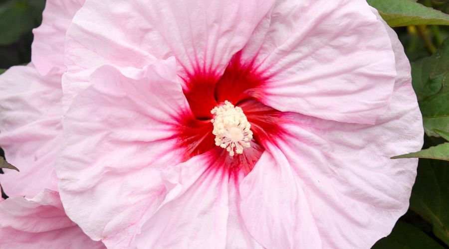 Close-up of hibiscus all eyes on me flower.