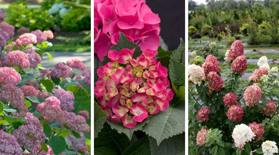 A variety of hydrangea shrubs with pink, purple, or magenta blooms. 