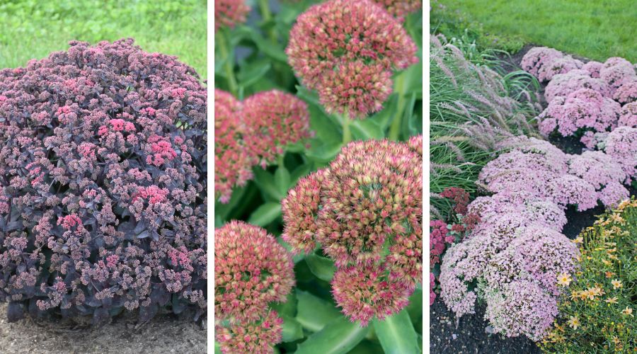 A variety of sedum shrubs with purple, pink, or magenta flowers.