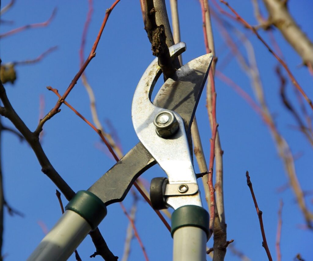 Bay Landscaping pruning expert uses loppers to prune a tree branch in spring the Great Lakes Bay Region, encouraging healthy new growth.