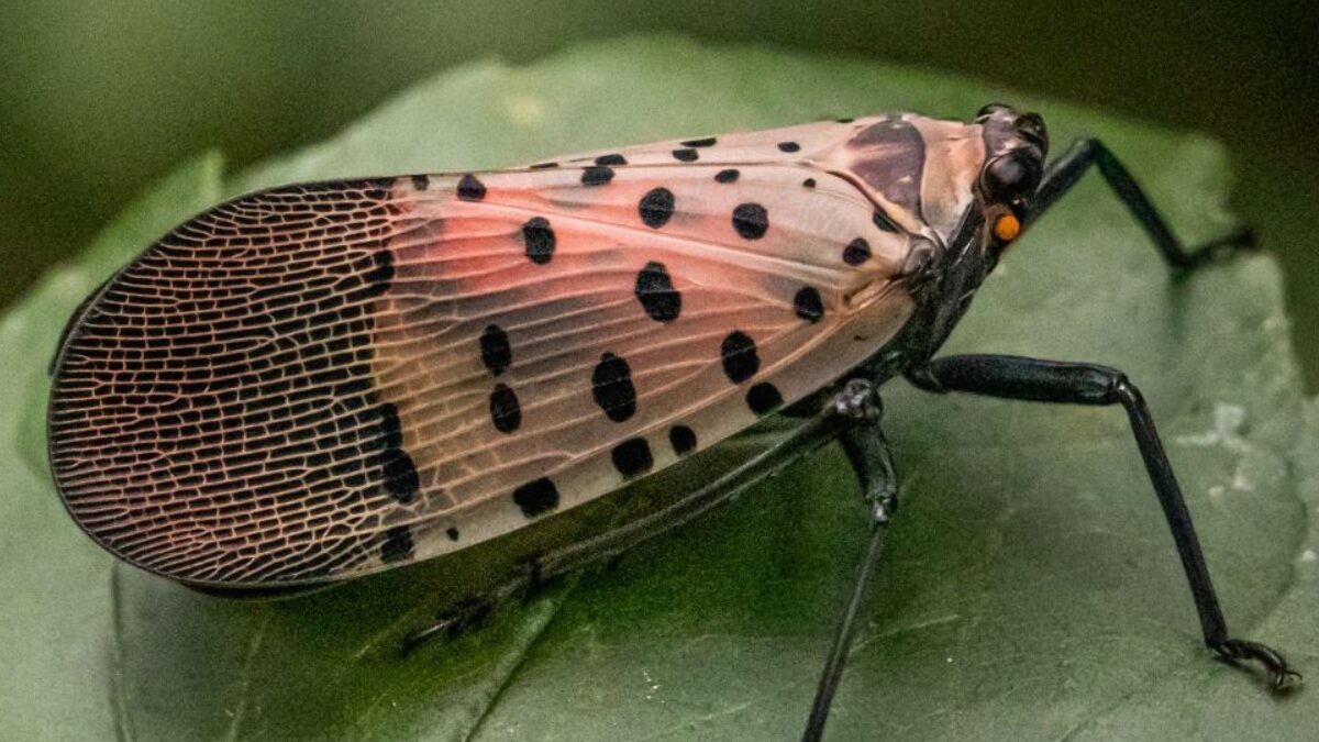 How to Prepare Your Landscape for the Spotted Lanternfly in the