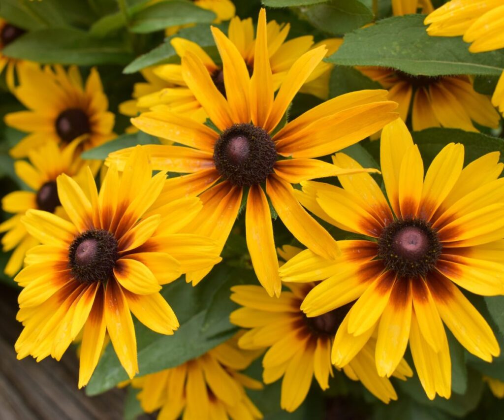 Close up of yellow rudbeckia flowers