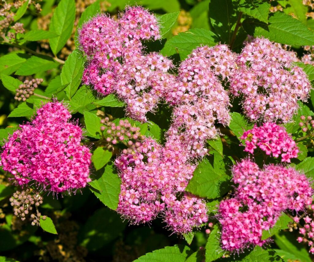Japanese spirea with bright pink flowers.