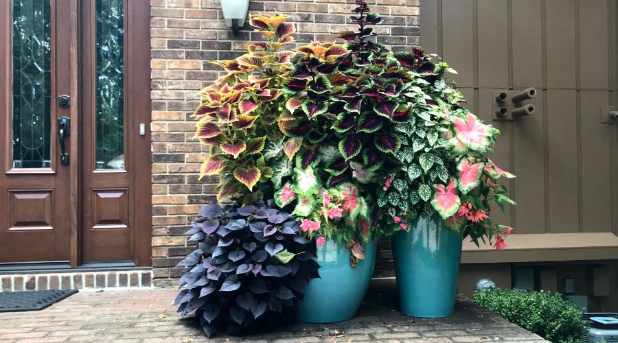 AquaPot self watering planters on a front walkway in Michigan.