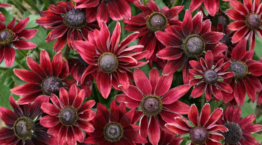 Red rudbeckia flowers