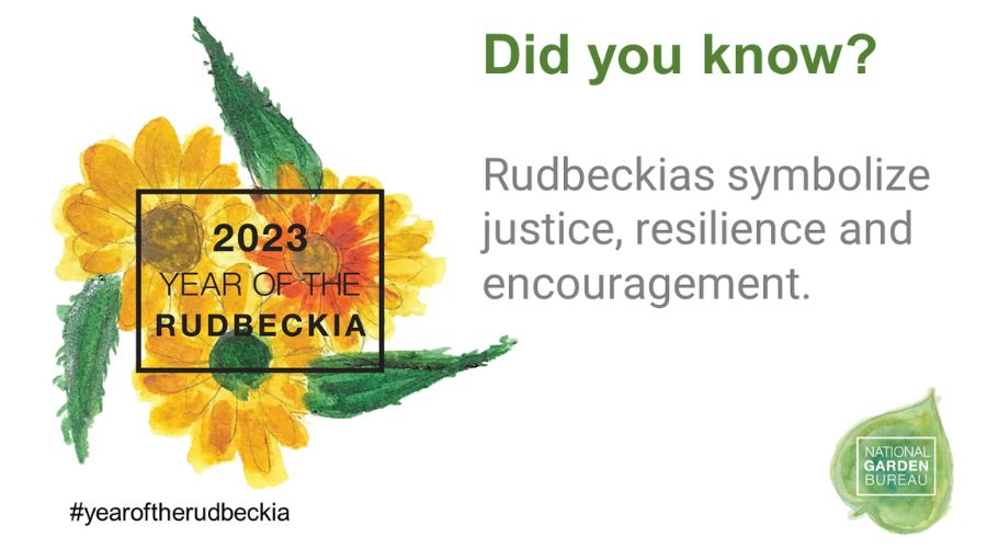 Fact about rudbeckias from the National Garden Bureau