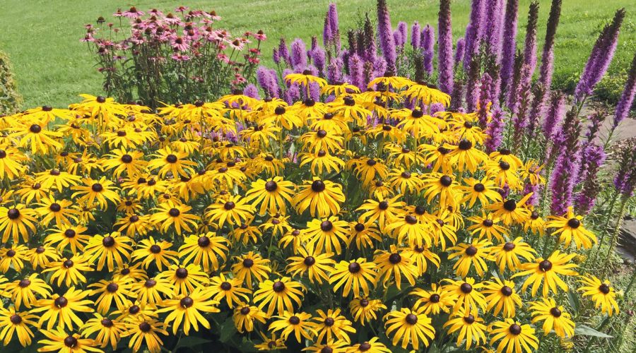 Rudbeckia plants amongst other plants in a garden