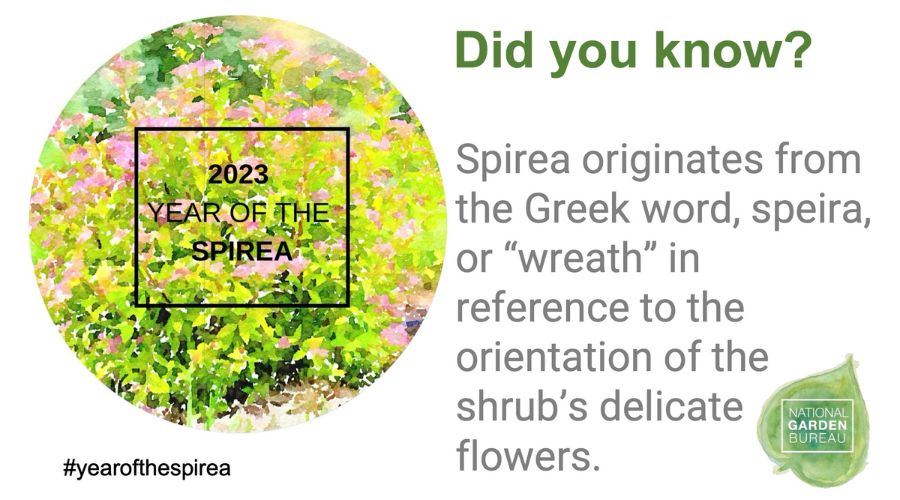 A fact about spirea from the National Garden Bureau.