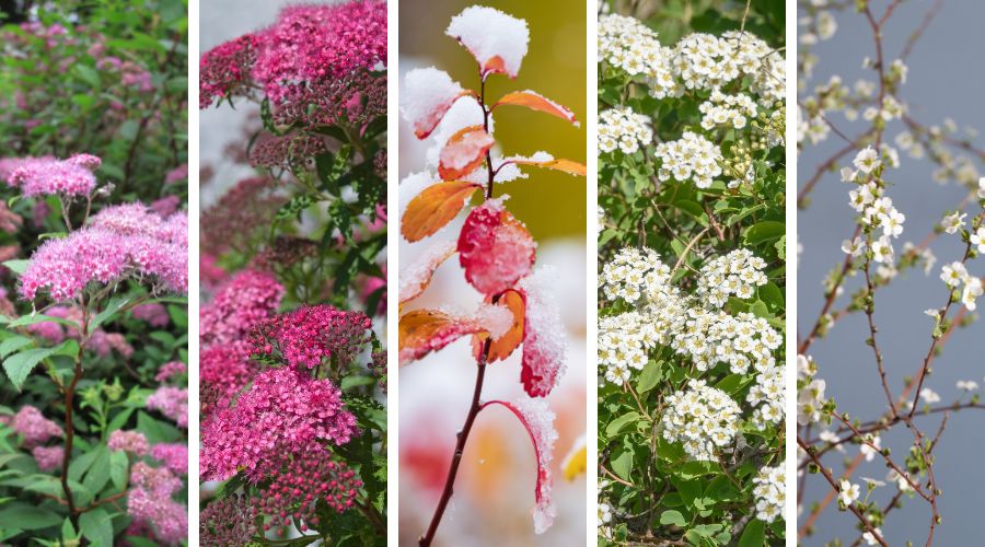 Five types of spirea: Japanese, Bumalda, birchleaf, Korean, and Bridal Wreath.