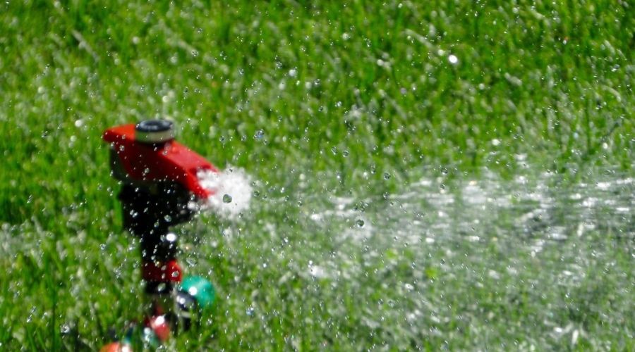 A sprinkler head distributes water to a green, established lawn.