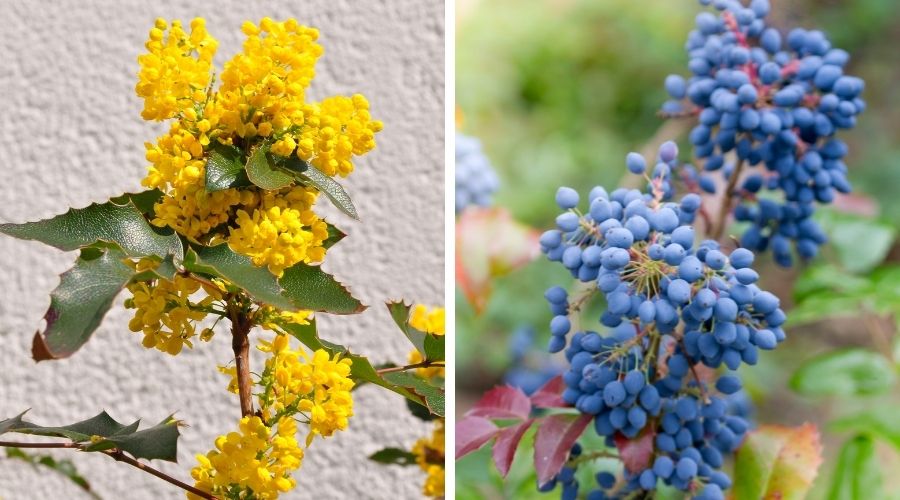 Yellow spring flowers (image on left) and blue-grape-like berries (image on right) on an Oregon grape holly bush.