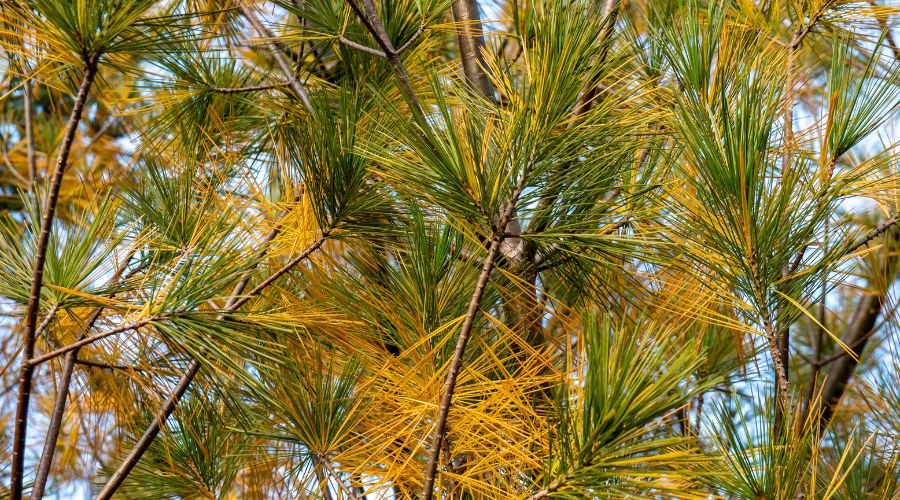 Browning and yellowing needles on a conifer tree in Michigan.