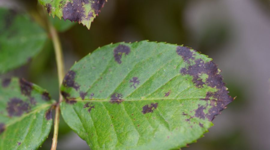 Dark spots on a plant leaf in a garden in Michigan.