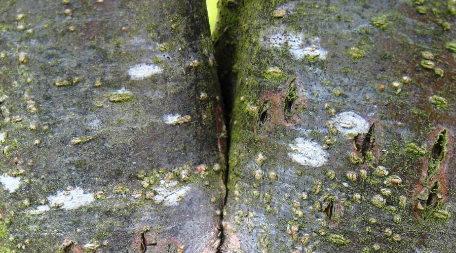 Codominant stems on a tree have bark inclusion, which leads to a weak union.