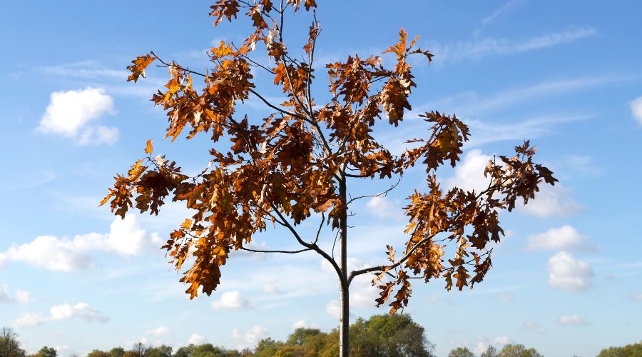 A newly-planted oak tree with fall foliage.